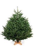 ������� ���� (����� ��������)