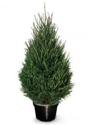 ��� � ������ �����������