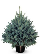 ���� � ������ �������� ��������