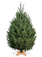 ����� �������