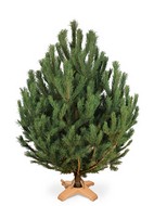 ���������� ����� "�������"