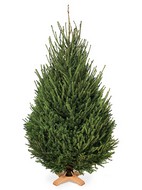 ���������� ���� ���������